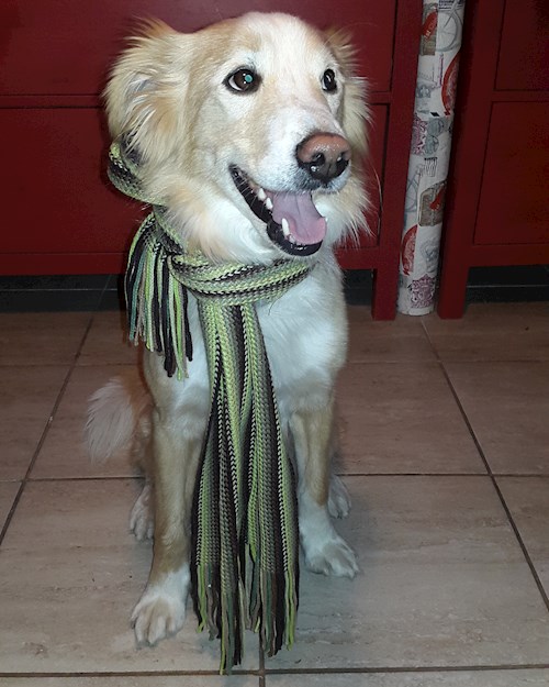 Simona- petsitter Kařez nebo Páníček pro psi