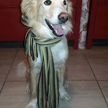 thumbnail petsitter Kařez nebo páníček pro psi