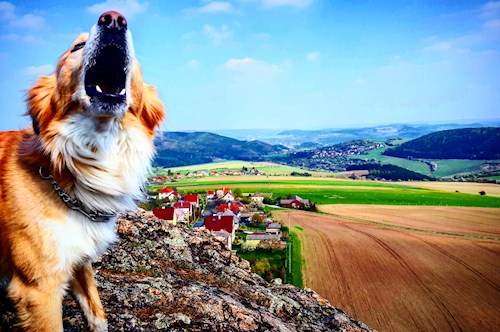 Simona- petsitter Kařez nebo Páníček pro psi