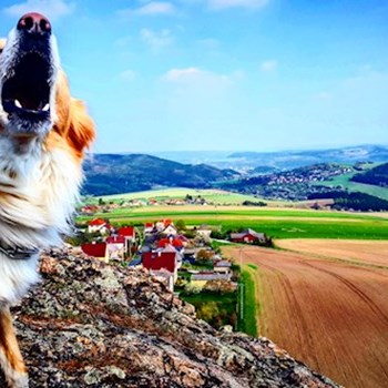 thumbnail petsitter Kařez nebo páníček pro psi