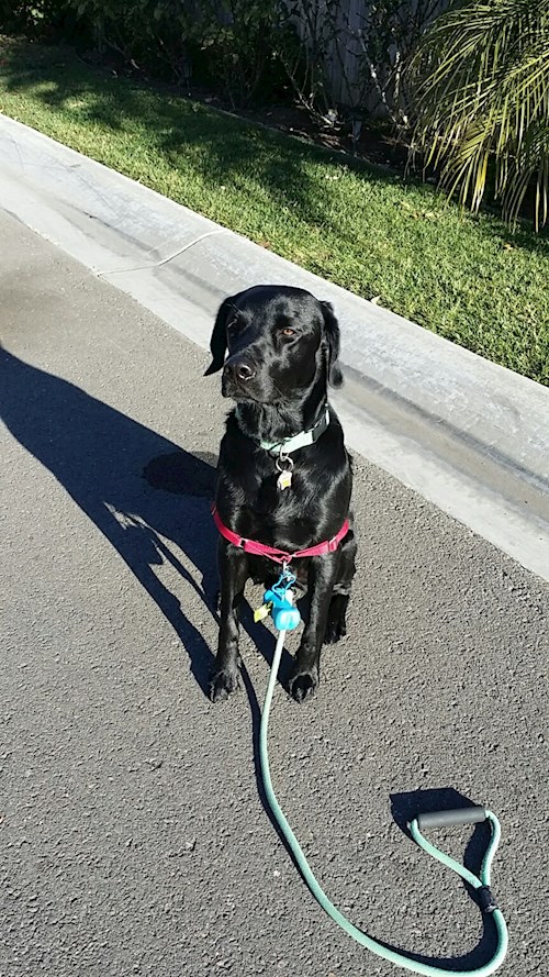 Radka- petsitter Orlova or Pet nanny for