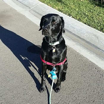 thumbnail petsitter Orlova or pet nanny for