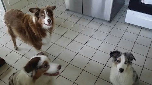 Radka- petsitter Orlova or Pet nanny for