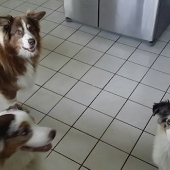 thumbnail petsitter Orlova or pet nanny for