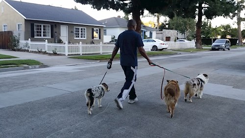 Radka- petsitter Orlova or Pet nanny for