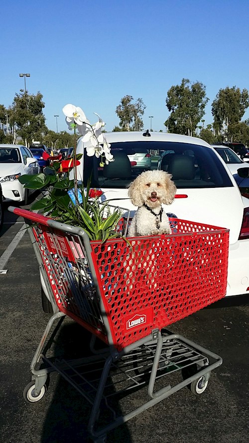 Radka- petsitter Orlova or Pet nanny for