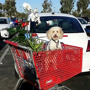 thumbnail petsitter Orlova or pet nanny for