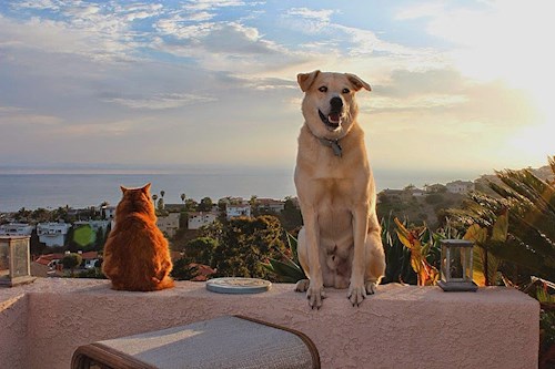 Radka- petsitter Orlova or Pet nanny for