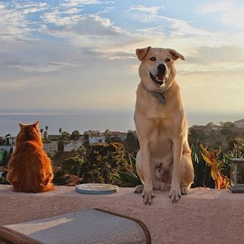 thumbnail petsitter Orlova or pet nanny for