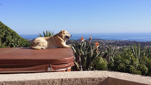 Radka- petsitter Orlova or Pet nanny for