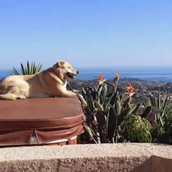 thumbnail petsitter Orlova or pet nanny for