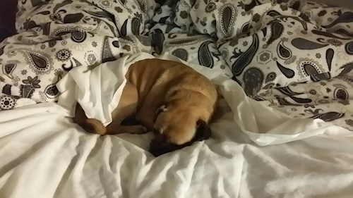 Radka- petsitter Orlova or Pet nanny for