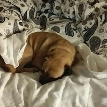 thumbnail petsitter Orlova or pet nanny for