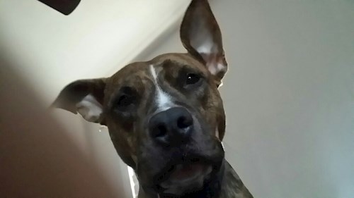 Radka- petsitter Orlova or Pet nanny for