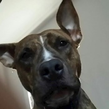 thumbnail petsitter Orlova or pet nanny for