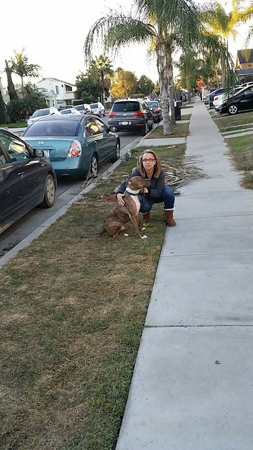 Radka- petsitter Orlova or Pet nanny for