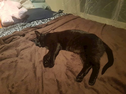 Eva- petsitter Brno nebo Páníček pro psi kočky