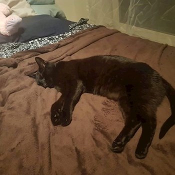 thumbnail petsitter Brno nebo páníček pro psi kočky