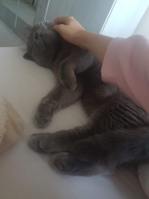 Eva- petsitter Brno nebo Páníček pro psi kočky