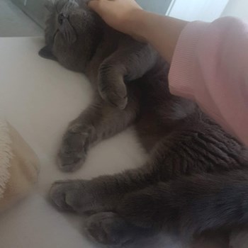 thumbnail petsitter Brno nebo páníček pro psi kočky