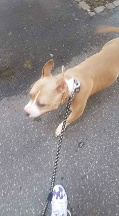 Eva- petsitter Brno nebo Páníček pro psi kočky