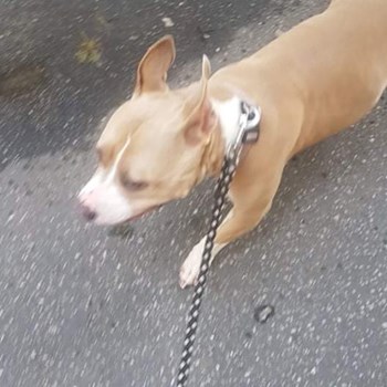 thumbnail petsitter Brno nebo páníček pro psi kočky