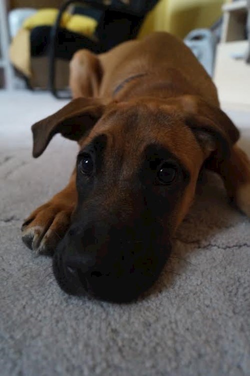 Michaela- petsitter Čeperka nebo Páníček pro psi kočky