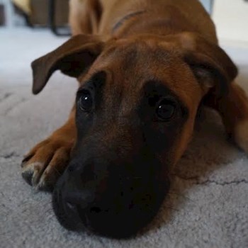 thumbnail petsitter Čeperka nebo páníček pro psi kočky