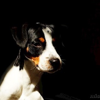 thumbnail petsitter Čeperka nebo páníček pro psi kočky