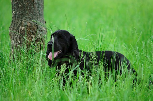 Michaela- petsitter Čeperka nebo Páníček pro psi kočky