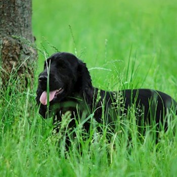 thumbnail petsitter Čeperka nebo páníček pro psi kočky