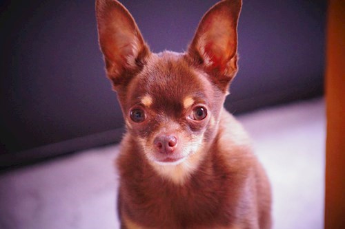 Michaela- petsitter Čeperka nebo Páníček pro psi kočky