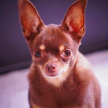 thumbnail petsitter Čeperka nebo páníček pro psi kočky