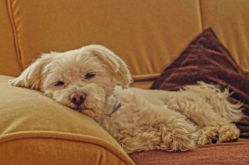 Michaela- petsitter Čeperka nebo Páníček pro psi kočky