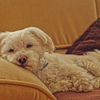 thumbnail petsitter Čeperka nebo páníček pro psi kočky