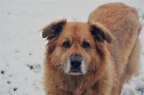 Michaela- petsitter Čeperka nebo Páníček pro psi kočky