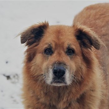 thumbnail petsitter Čeperka nebo páníček pro psi kočky