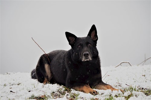 Michaela- petsitter Čeperka nebo Páníček pro psi kočky