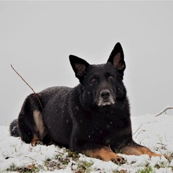 thumbnail petsitter Čeperka nebo páníček pro psi kočky