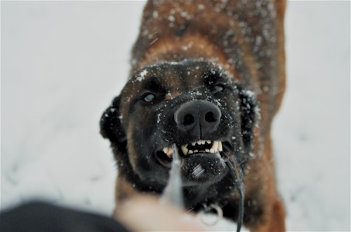 Michaela- petsitter Čeperka nebo Páníček pro psi kočky