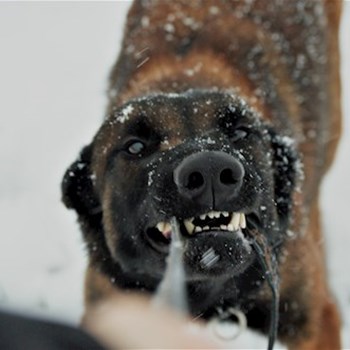 thumbnail petsitter Čeperka nebo páníček pro psi kočky