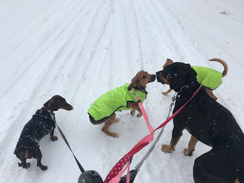 Veronika- petsitter Ostrava nebo Páníček pro psi kočky