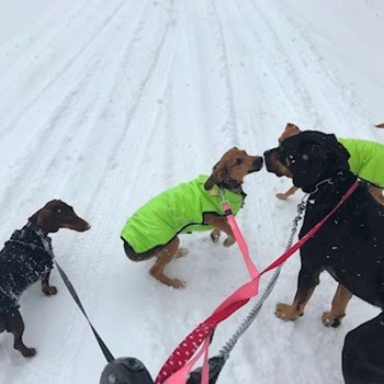 thumbnail petsitter Ostrava nebo páníček pro psi kočky