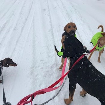  thumbnail petsitter Ostrava or pet nanny for dogs cats 