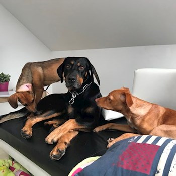  thumbnail petsitter Ostrava or pet nanny for dogs cats 