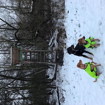  thumbnail petsitter Ostrava or pet nanny for dogs cats 
