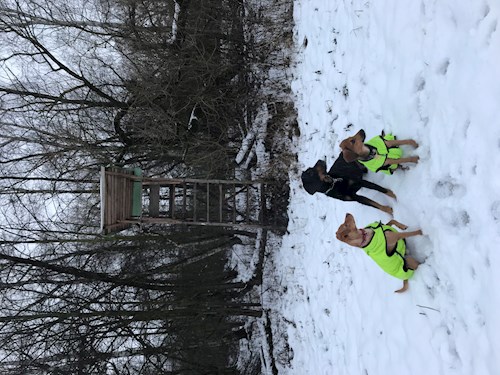 Veronika- petsitter Ostrava nebo Páníček pro psi kočky