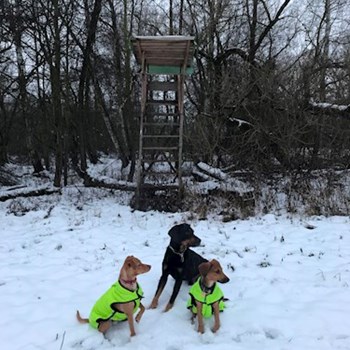 thumbnail petsitter Ostrava nebo páníček pro psi kočky