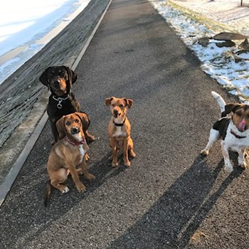  thumbnail petsitter Ostrava or pet nanny for dogs cats 