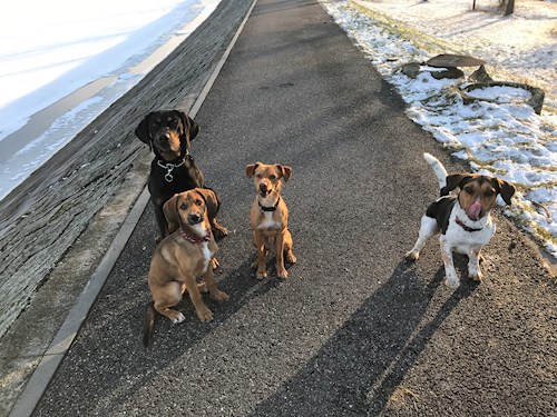 Veronika- petsitter Ostrava nebo Páníček pro psi kočky